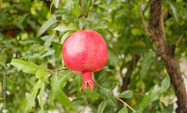 Fototapeta Red pomegranate on a branch