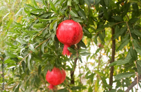 Fototapeta Ripe red pomegranate on a branch