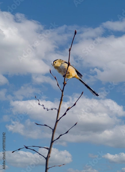 Fototapeta Close up of a long-tailed tit, Aegithalos caudatus, with noticeably longer tail than other tits, gray beige belly feathers and short swans on a branch against a blue sky with cumulus clouds