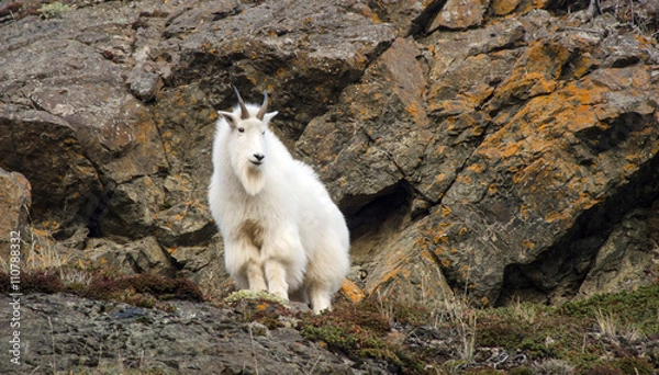 Obraz Mountain Goat