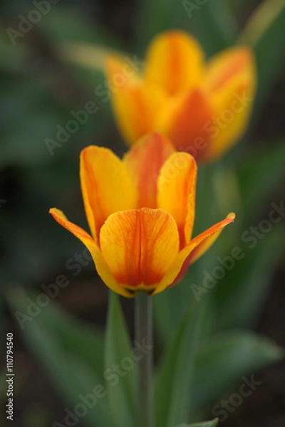 Fototapeta Тюльпаны на грядке с клубникой