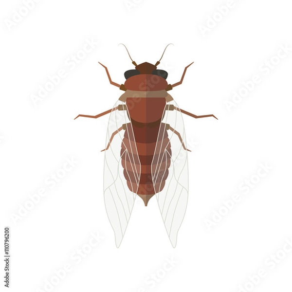 Obraz Cicada vector illustration.