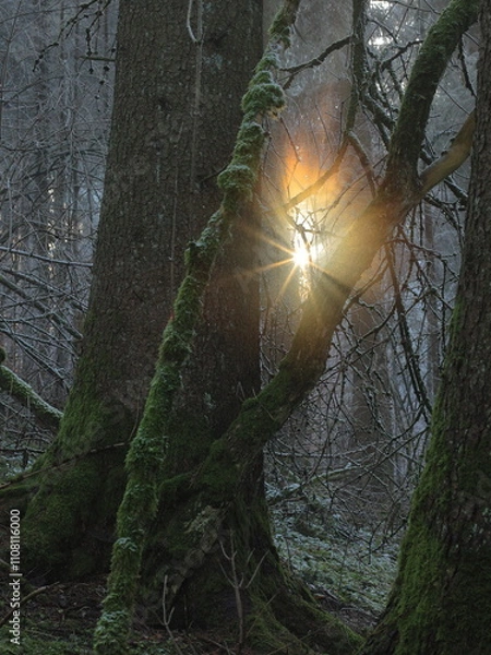 Obraz Licht im Wald
