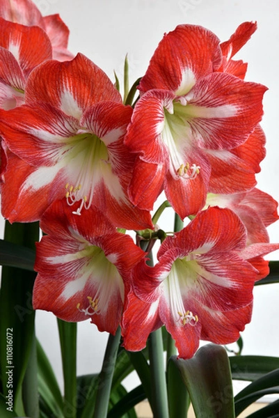 Obraz アマリリス