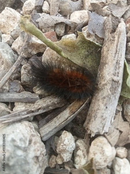 Obraz Black caterpillars