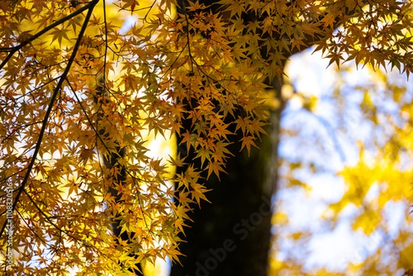 Obraz 秋の散歩道