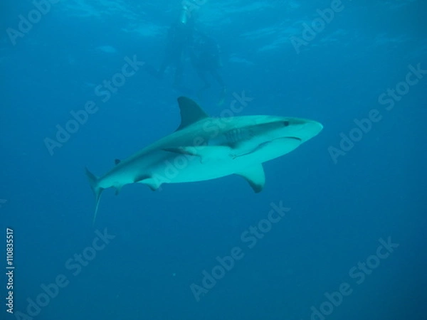 Obraz Karibischer Riffhai