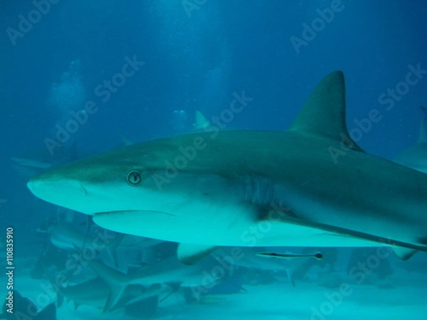 Obraz Karibischer Riffhai