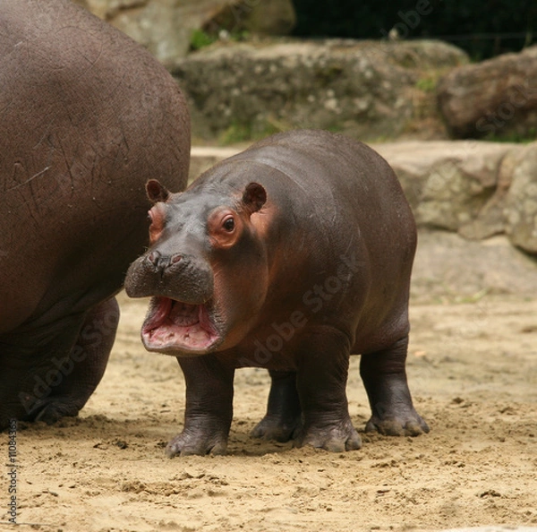 Obraz Baby hippo