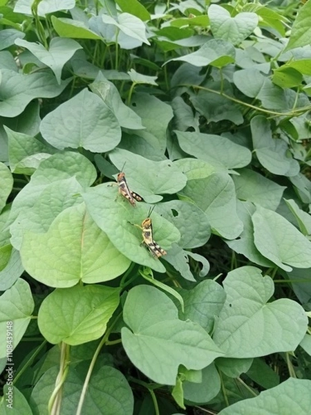 Fototapeta Grasshopper on the leaf