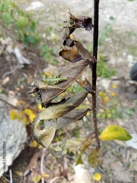 Fototapeta bee on a tree