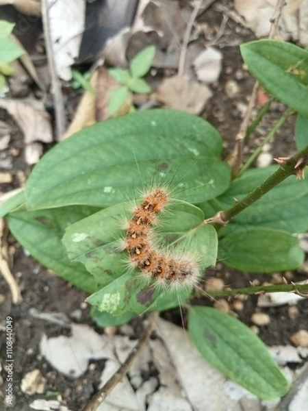Obraz caterpillar on a plant