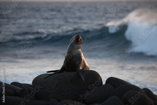 Obraz Sea Lion yawning or roaring with breaking waves in the background on the coast of Galapagos Islands