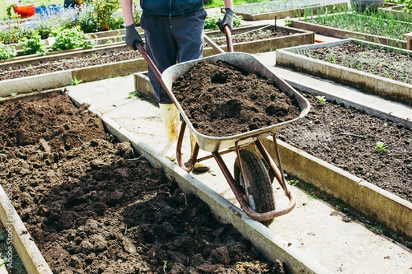 Obraz Ein junger Mann arbeitet im Garten