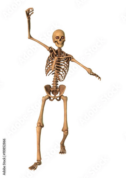 Fototapeta 3D Rendering Human Skeleton on White