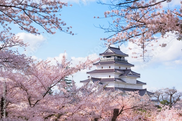 Obraz Tsuruga Castle surrounded by hundreds of sakura trees