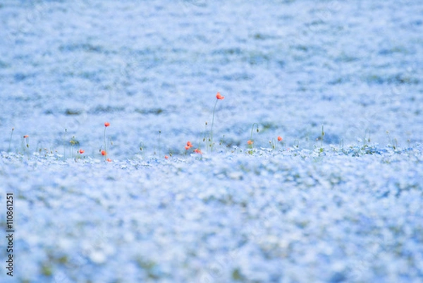 Obraz Orange flower with nemophila background