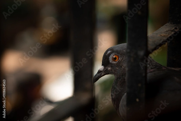 Obraz High-quality detailed closeup of a pigeon on a fence