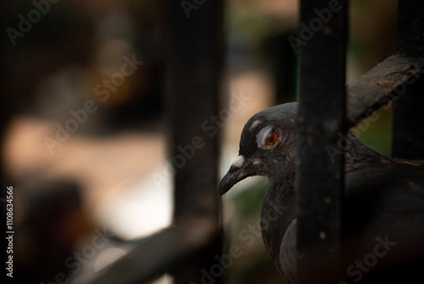 Obraz High-quality detailed closeup of a pigeon blinking on a fence