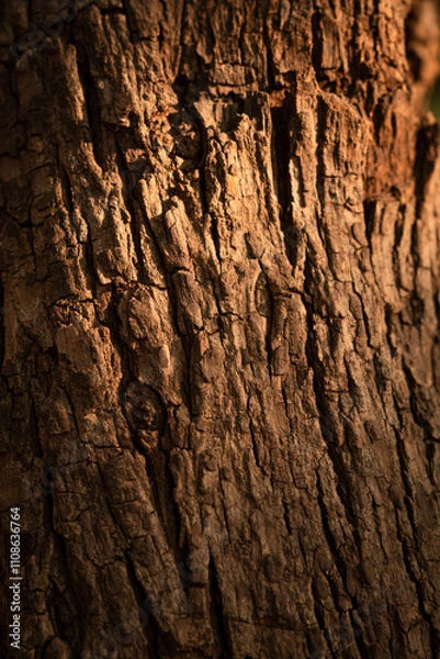 Obraz Dry tree bark during golden light