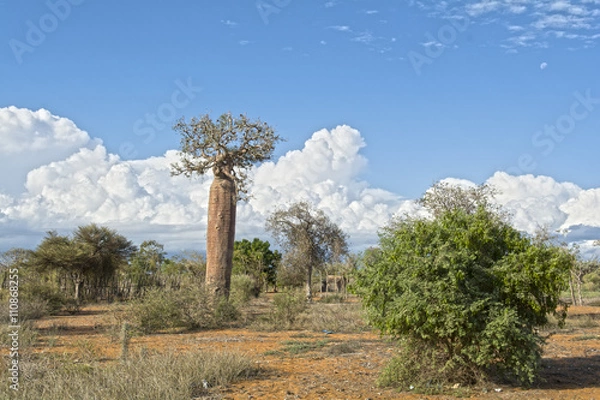 Obraz Ifaty, Мадагаскар