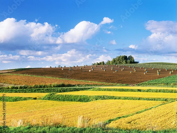 Fototapeta 田んぼのある丘（美瑛町）