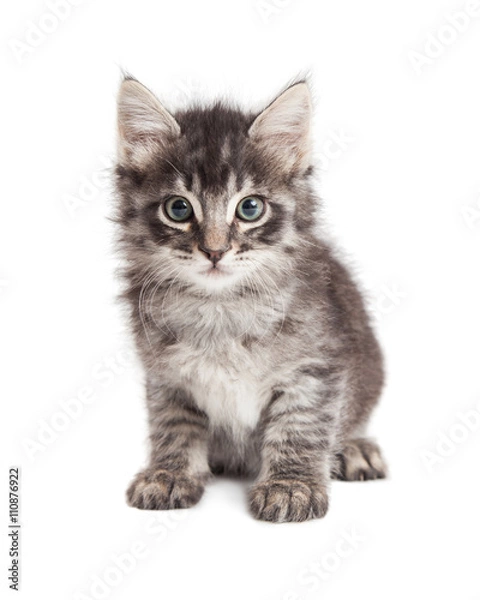 Fototapeta Cute kitten black and grey tabby