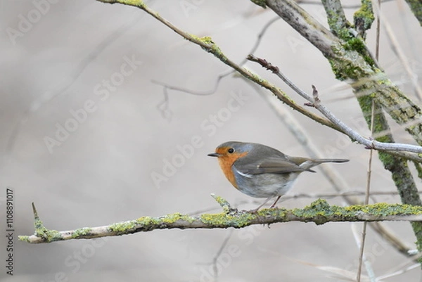 Fototapeta Selective focus shot of a European robin (Erithacus rubecula) on a branch