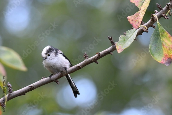Fototapeta Closeup shot of a long-tailed tit (Aegithalos caudatus) sitting on a branch