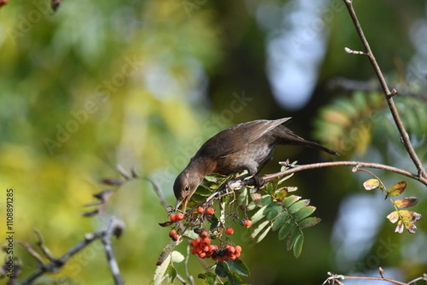 Fototapeta Closeup shot of a female blackbird (turdus merula) eating a rowan berry (sorbus) in autumn