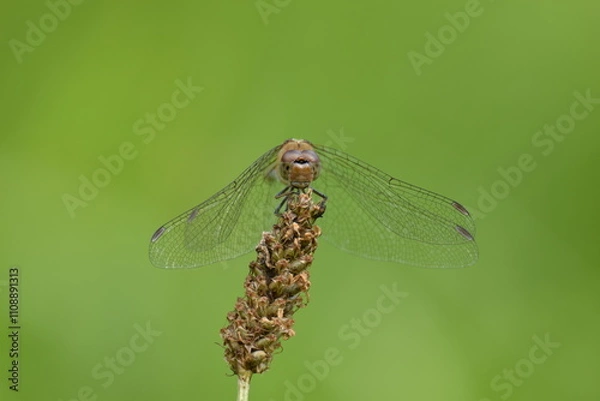 Fototapeta Closeup shot of a dragonfly sitting on a grasstop