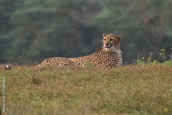 Fototapeta Closeup shot of a Cheetah (acinonyx jubatus) lying on a grass