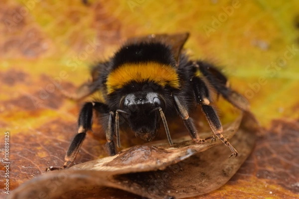 Fototapeta Closeup shot of a buff-tailed bumblebee (Bombus terrestris) sitting on a leaf
