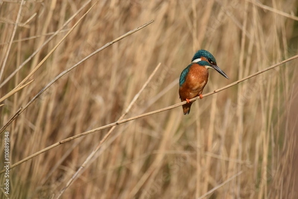 Fototapeta Selective focus shot of a kingfisher (Alcedinidae) perched on a branch