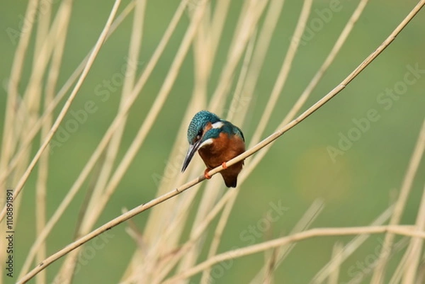 Fototapeta Selective focus shot of a kingfisher (Alcedinidae) perched on a branch
