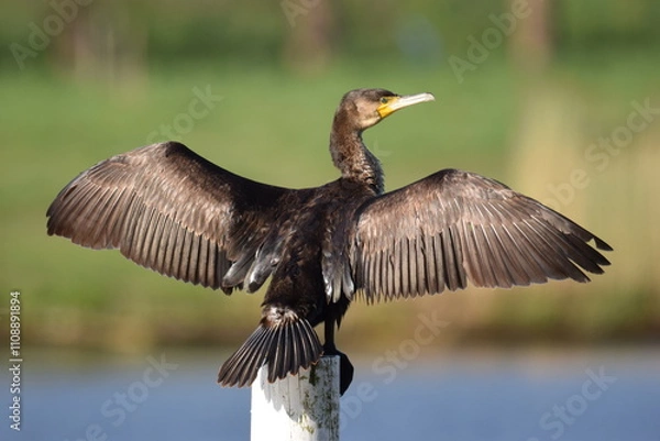 Fototapeta Selective focus shot of a cormorant perched on a wooden pole