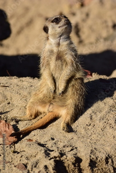 Fototapeta Vertical shot of a cute meerkat in a zoo