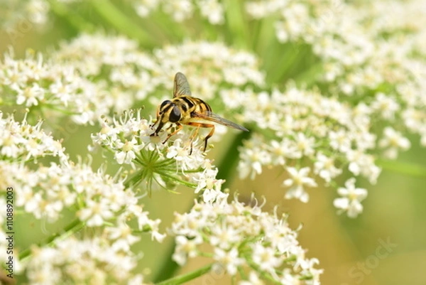Fototapeta Closeup shot of a hoverfly sitting on a flower