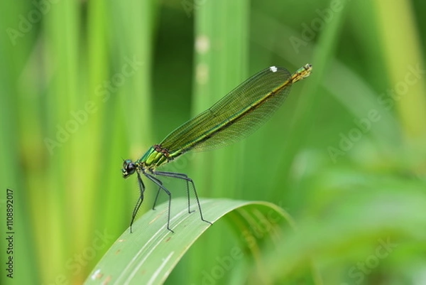Fototapeta Closeup shot of a dragonfly (Anisoptera) sitting on a leaf