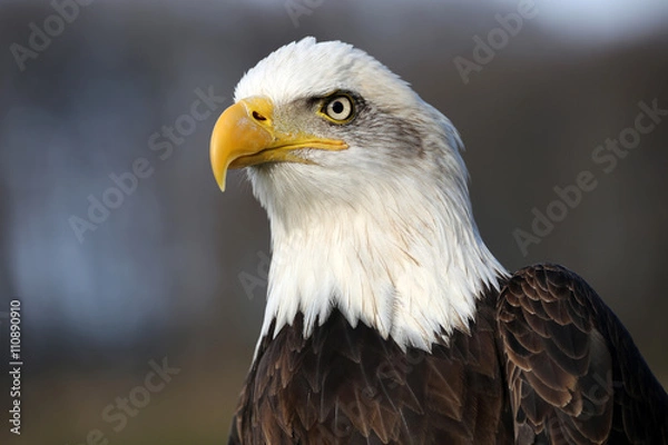 Fototapeta Bald Eagle