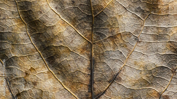 Fototapeta Leaf of Common aspen tree. Complex texture with veins and cells. Macro shot.