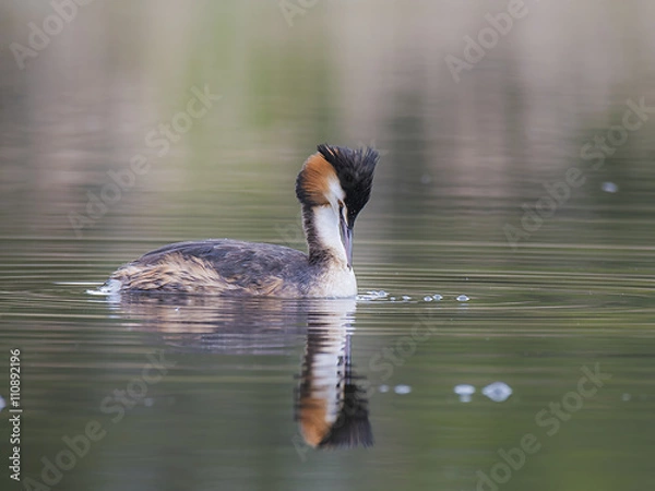 Obraz Haubentaucher (Podiceps cristatus)