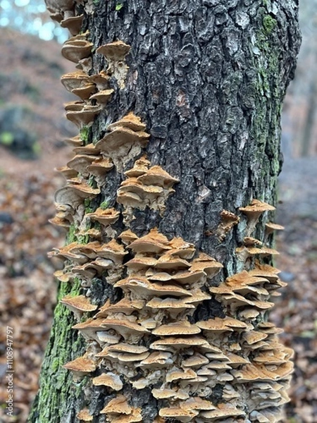 Obraz Living tree covered with mushrooms