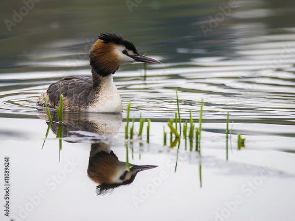 Obraz Haubentaucher (Podiceps cristatus)