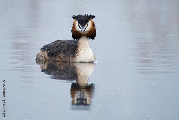 Obraz Haubentaucher (Podiceps cristatus)