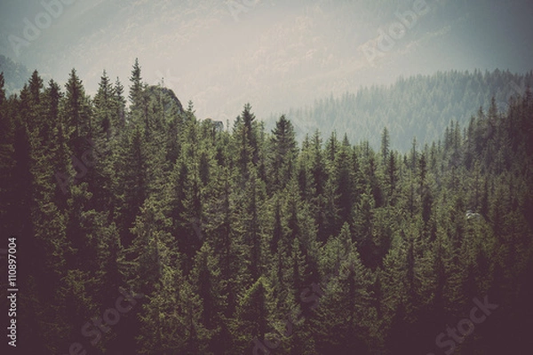 Fototapeta Forest in the mountains