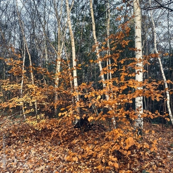 Fototapeta Golden brown leaves photographed in a forest in winter, with Silver Birch Trees in the foreground