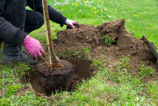 Obraz zasadzić drzewo