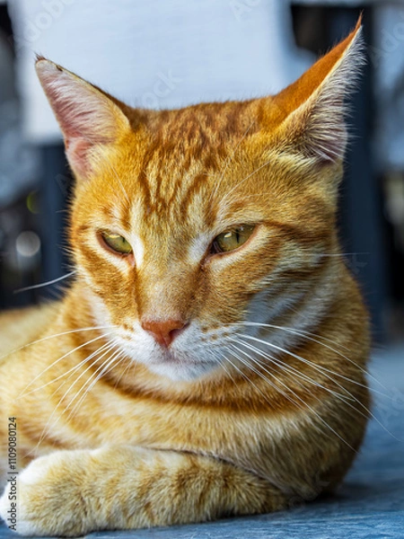 Fototapeta Schöne Katzen auf Rhodos