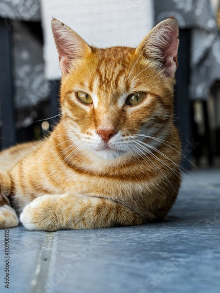 Fototapeta Schöne Katzen auf Rhodos